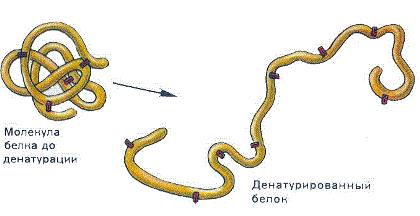 Денатурация белка фото